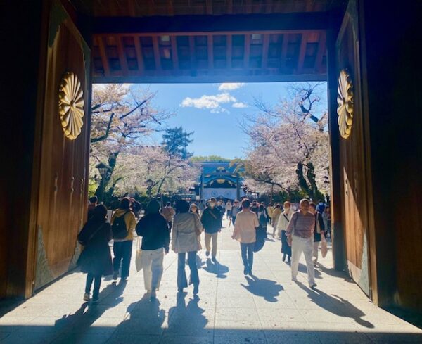 靖国神社の桜