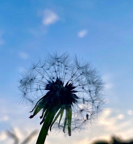 綿毛飛ぶタンポポ