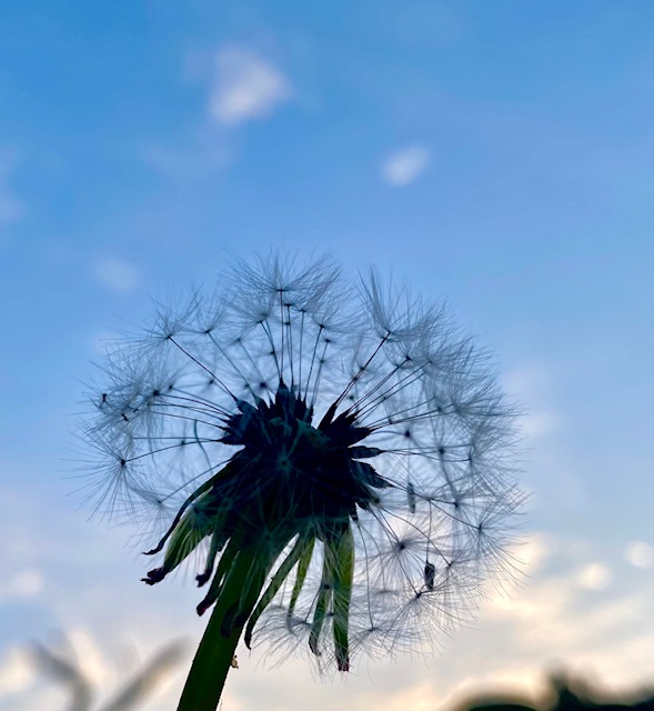綿毛飛ぶタンポポ