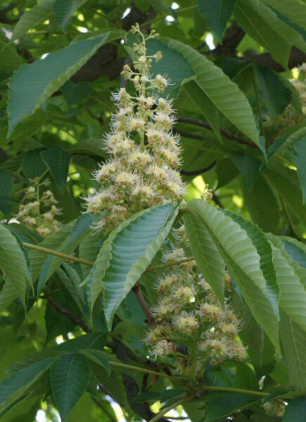 トチノキが咲き始めています