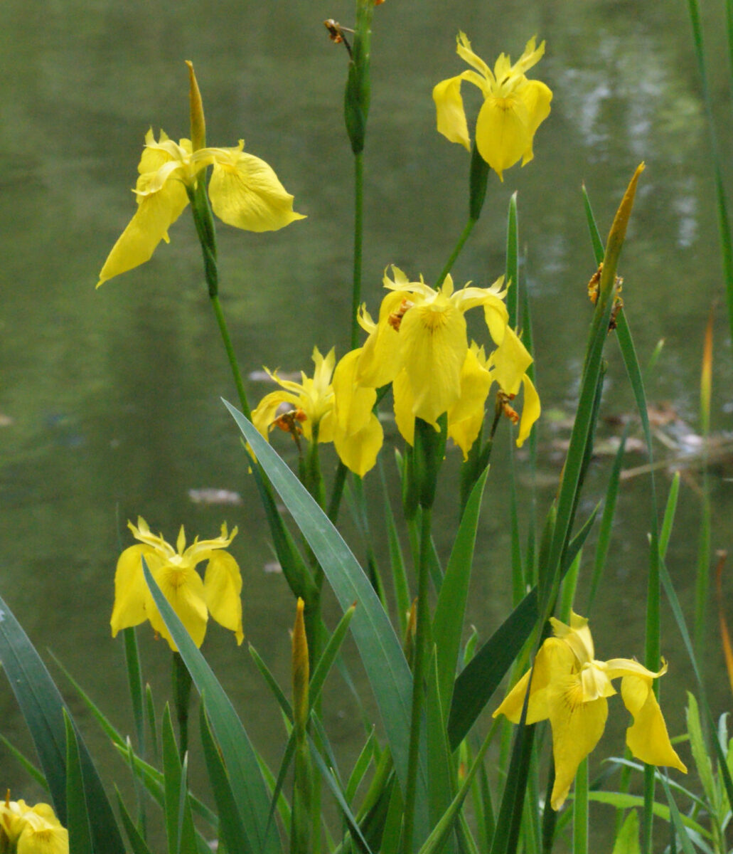 キショウブが咲いています