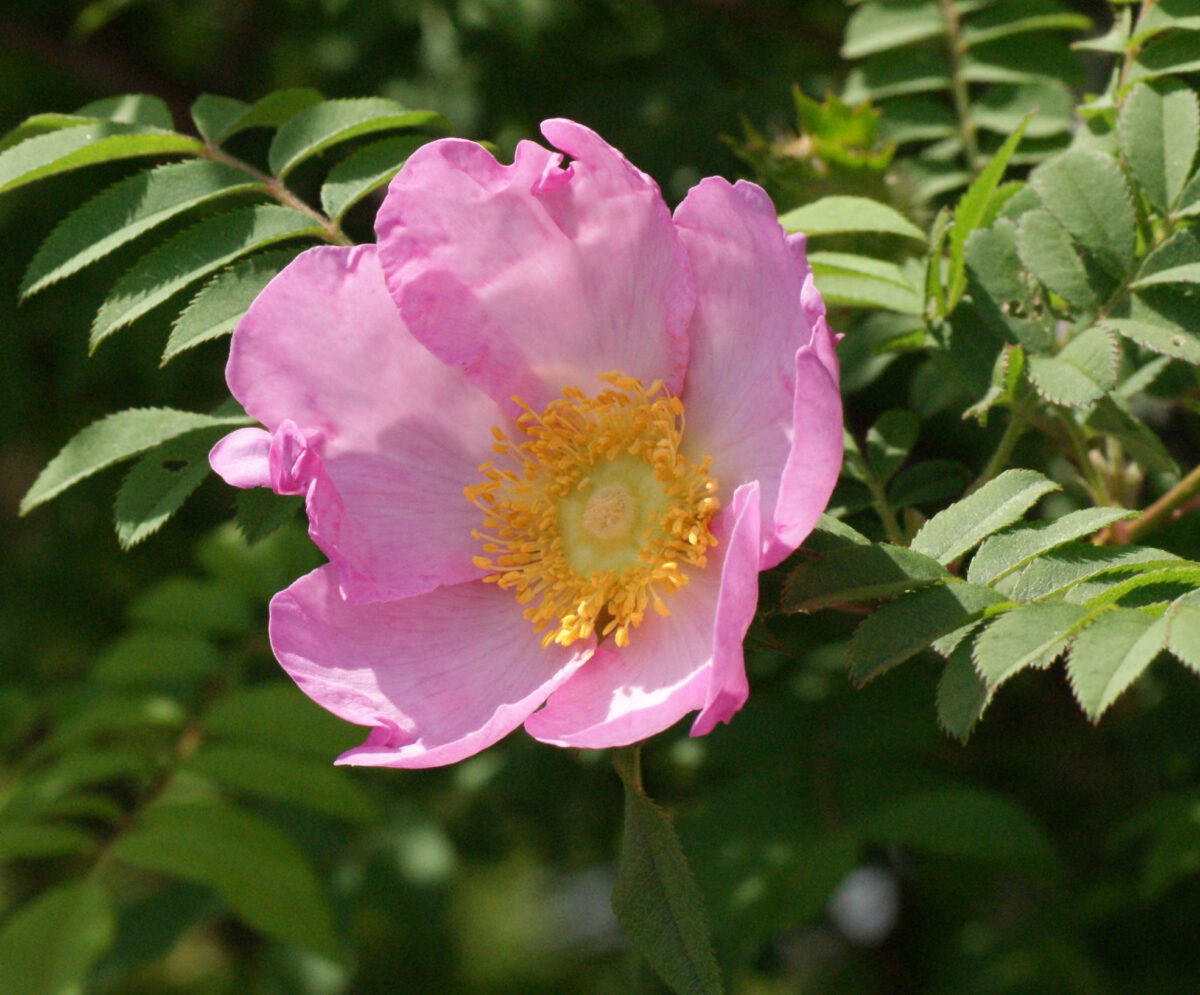 サンショウバラが咲き始めています