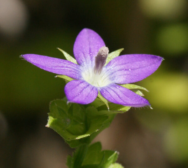キキョウソウが咲き始めました