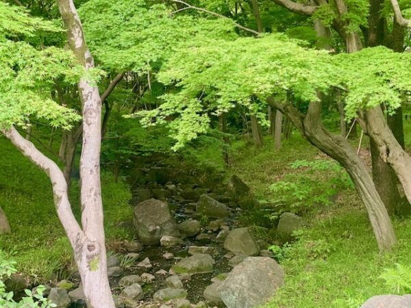 深山！？に見える北の丸公園