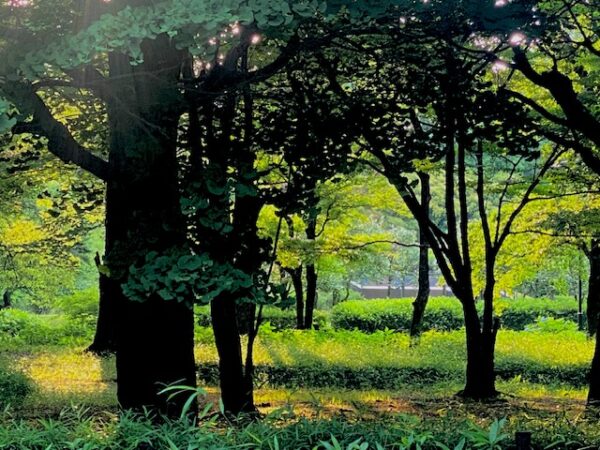 初夏を感じる森