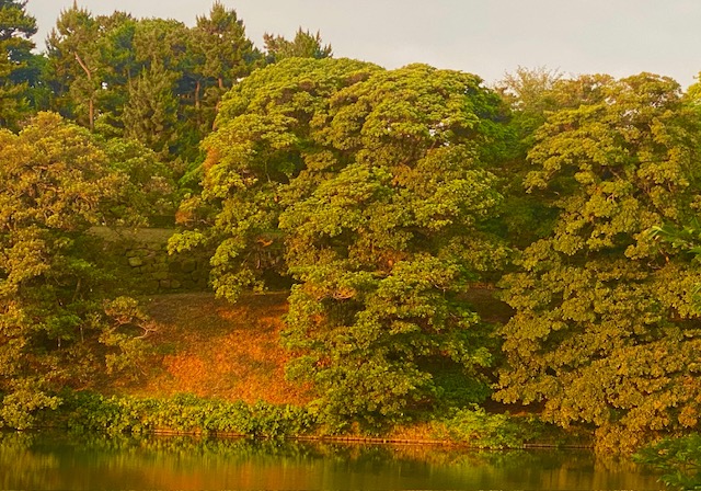 朝日に燃える皇居の木々