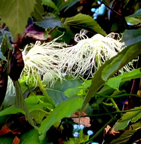 カラスウリの花が咲き始めました