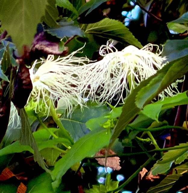 カラスウリの花が咲き始めました