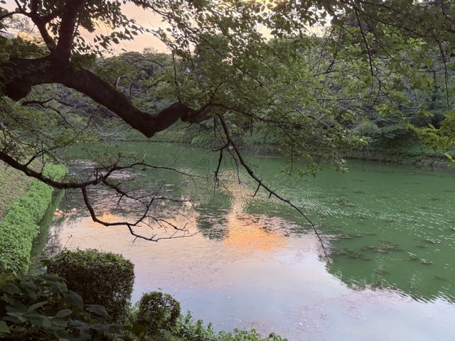染まる千鳥ヶ淵濠