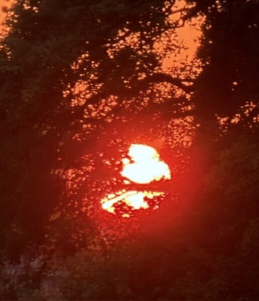 樹間の太陽