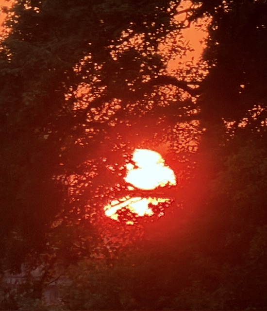 樹間の太陽