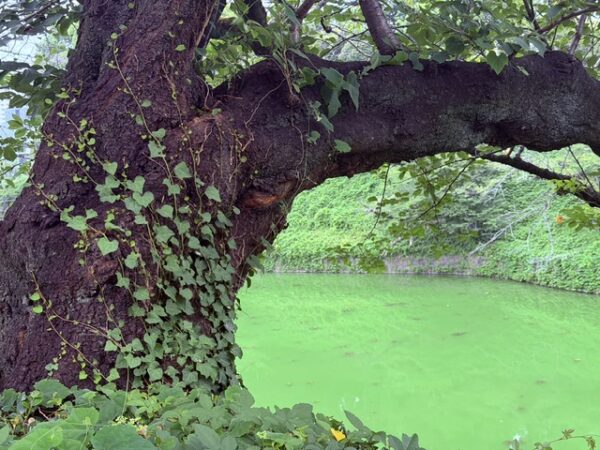 古木と千鳥ヶ淵濠