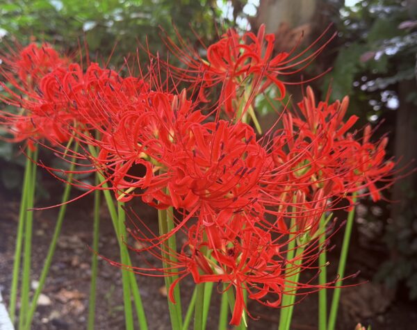 九段坂の彼岸花満開