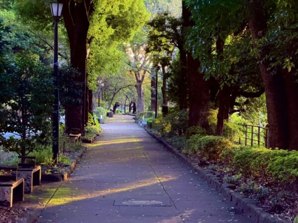 清々しきかな❗️千鳥ヶ淵緑道の朝!