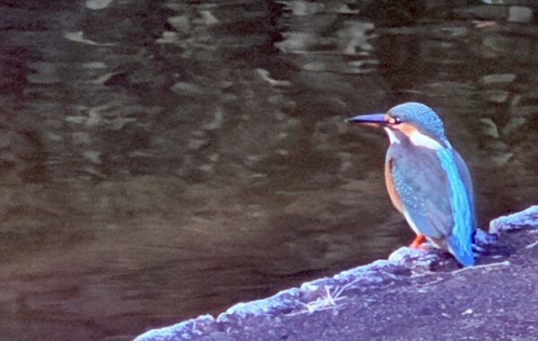 北の丸公園のカワセミ